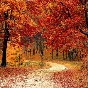 fall-autumn-red-season
